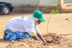 image for Tree Planting Campaign in Nigeria